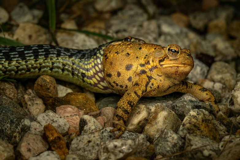 a yellow and brown toad with brown spots on it's shell