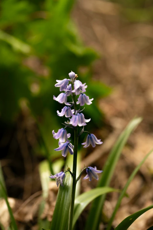 there is a flower that has blue petals in it