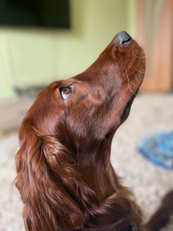 a dog sitting on the floor looking up at the sky