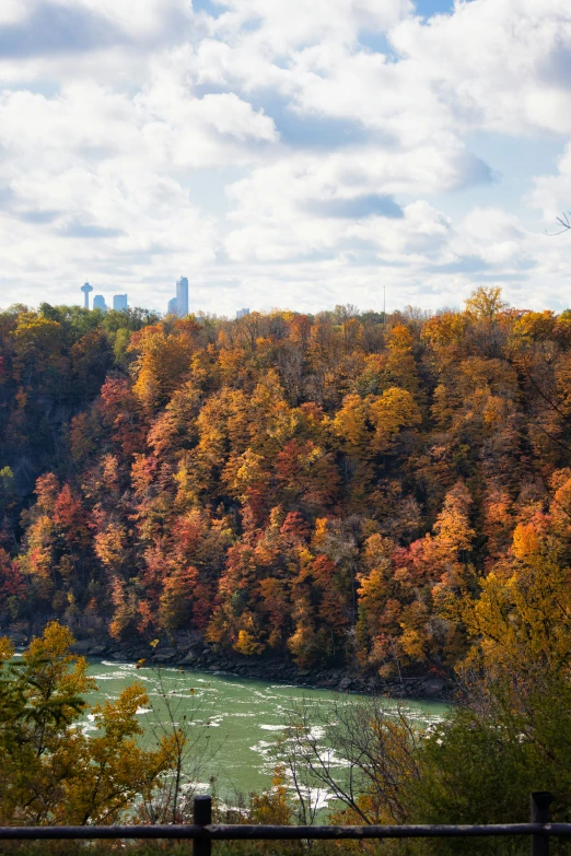 the trees are changing color during the day