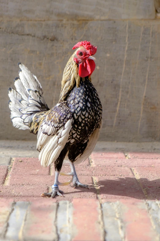 the rooster is walking around on the bricks