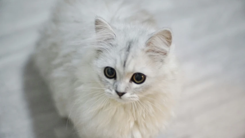 a close up of a white cat on a bed