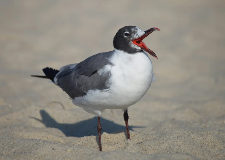 a seagull with an orange beak standing on the sand