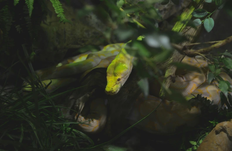 a yellow snake sits on some grass and leaves