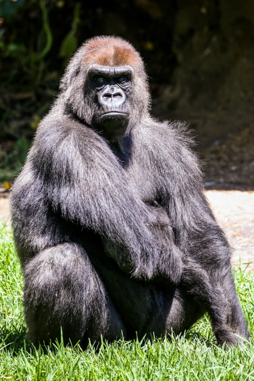 a gorilla is sitting in the grass with a hand up