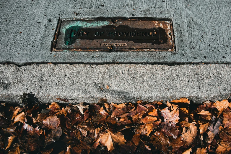 a manhole cover in the concrete near leafy ground