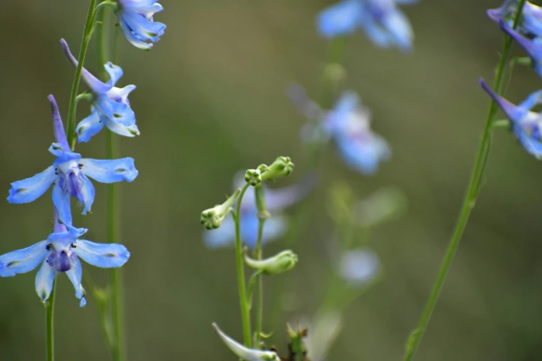 a bunch of pretty blue flowers with many green leaves