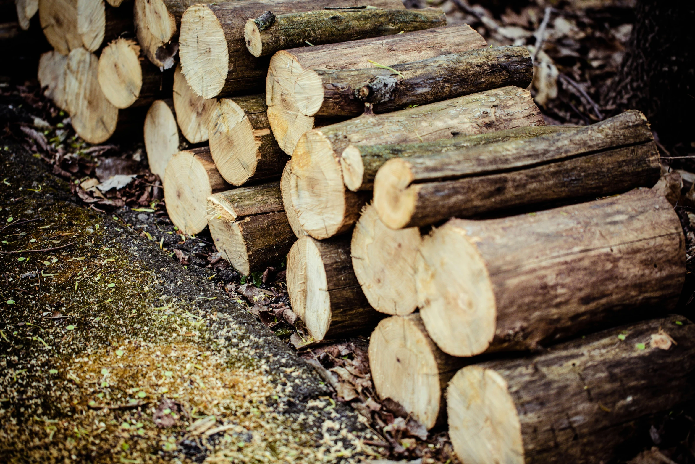 logs lined up against a tree in a forest