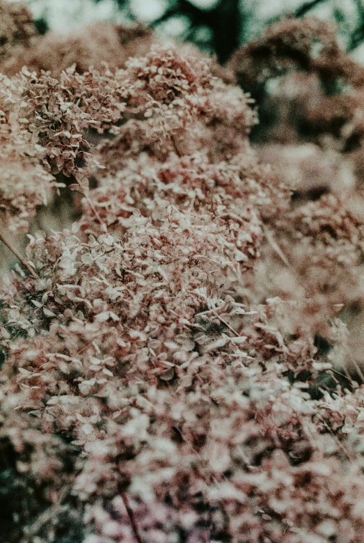 pink flowers are shown in the winter in the trees