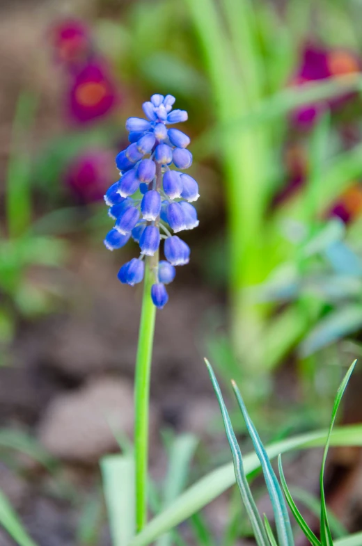 blue and white flowers grow among green grass