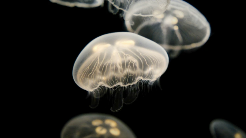 many clear jellyfish swimming and floating in the water