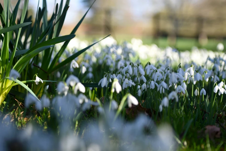 snowdrops in the grass are ready for spring