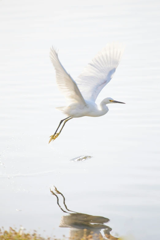 a large bird flying over a lake with water