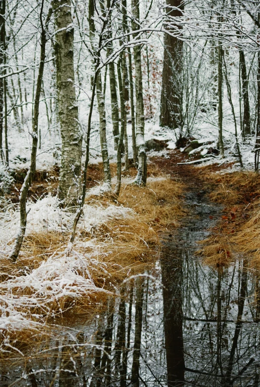 the road in the snowy woods has been partially flooded