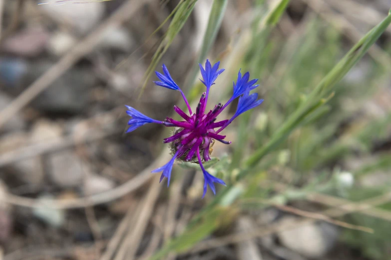 a purple flower in the wild blooming