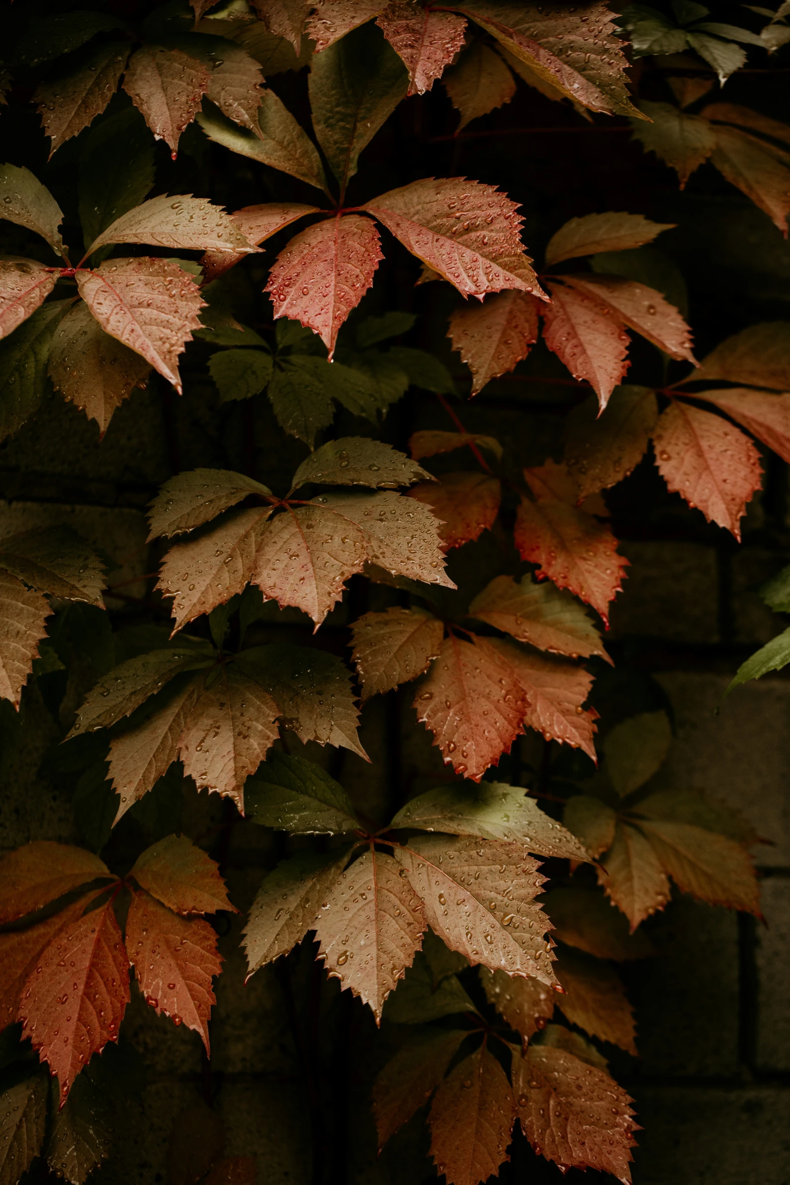 the leaves are changing color while it is late