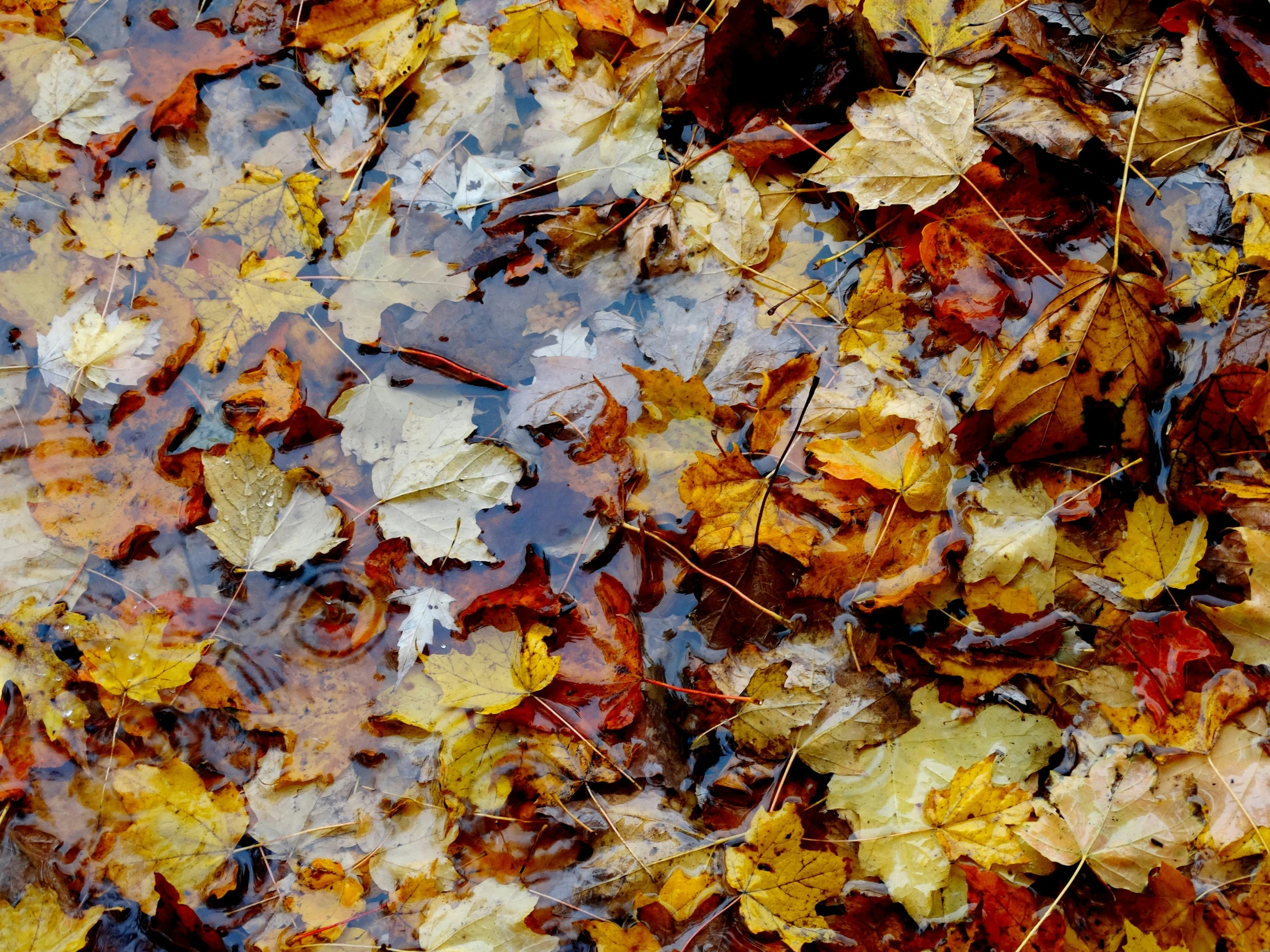 a patch of leaves lays on the ground