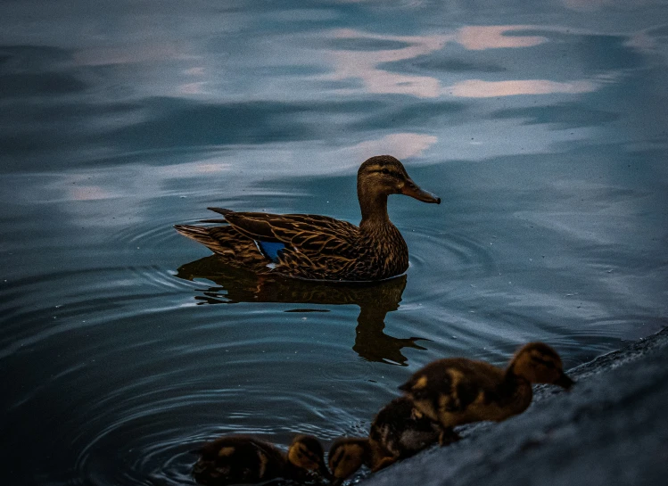 ducklings swimming in the water while the adult watches them