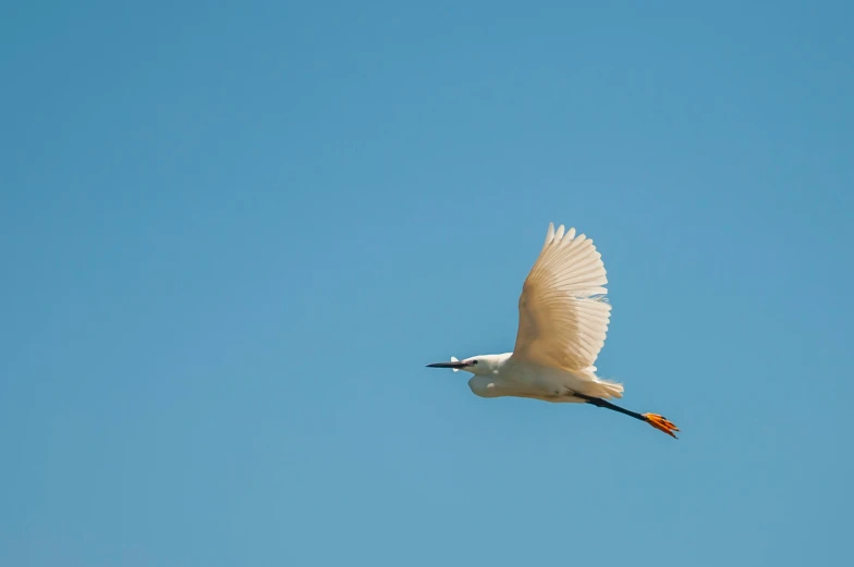 a white egret with a fish in its beak