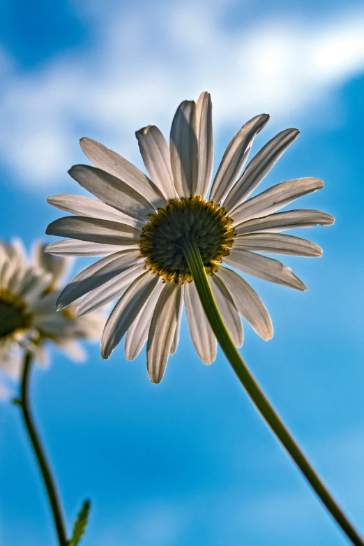 a single white flower against a blue sky with clouds