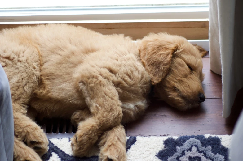 a puppy is sleeping on the floor next to a window