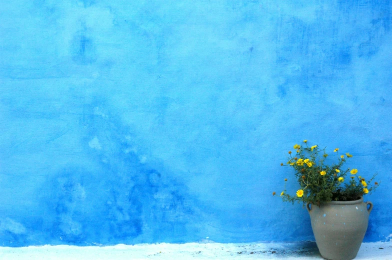 flowers in a pot next to a blue wall