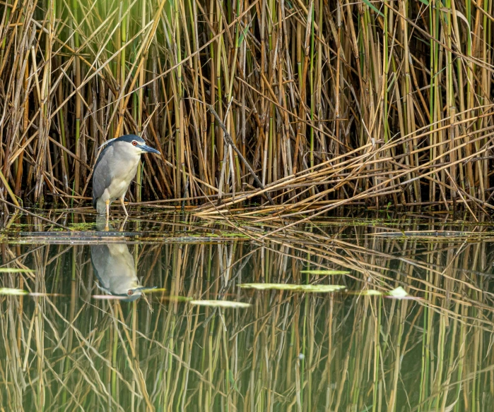 a bird sitting on the back of a body of water