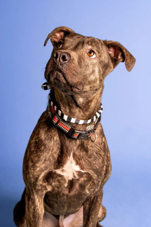 a brown dog sitting on top of a wooden table