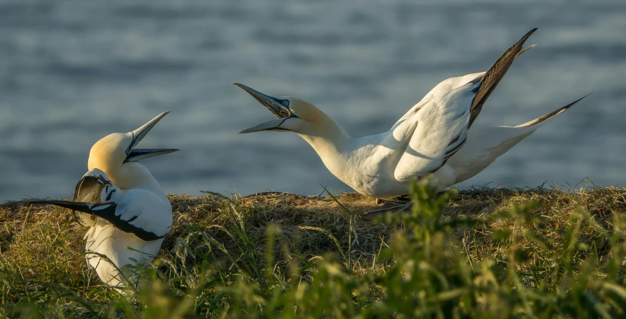 a group of birds in the grass next to water