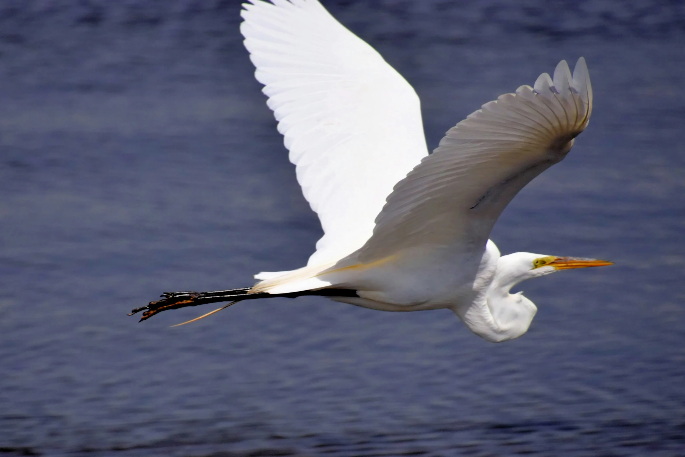 a white egret flying with a fish in its beak