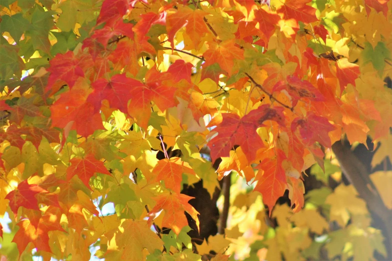 the leaves of a tree turning yellow and red