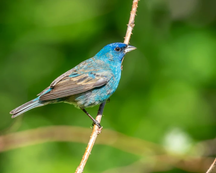 a small colorful bird perches on a nch