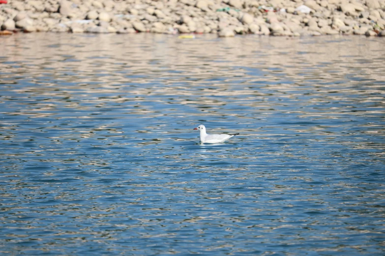 a bird swimming in a pond near a stone wall