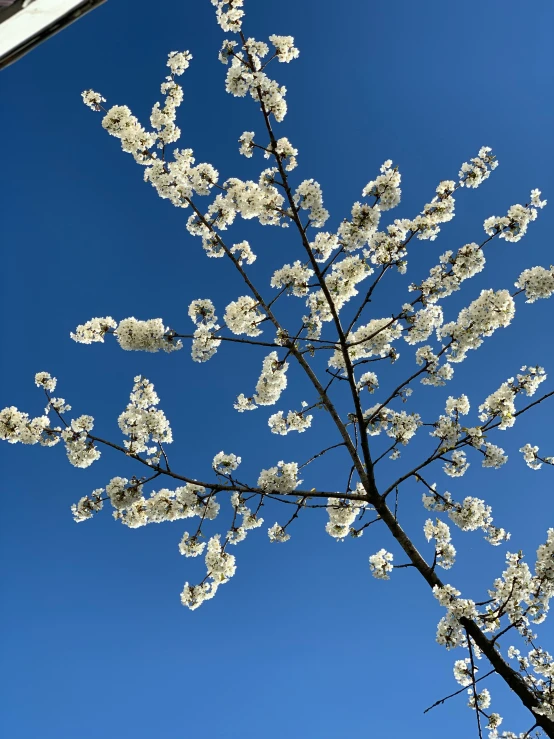 a view up through the nches of the blossoming tree