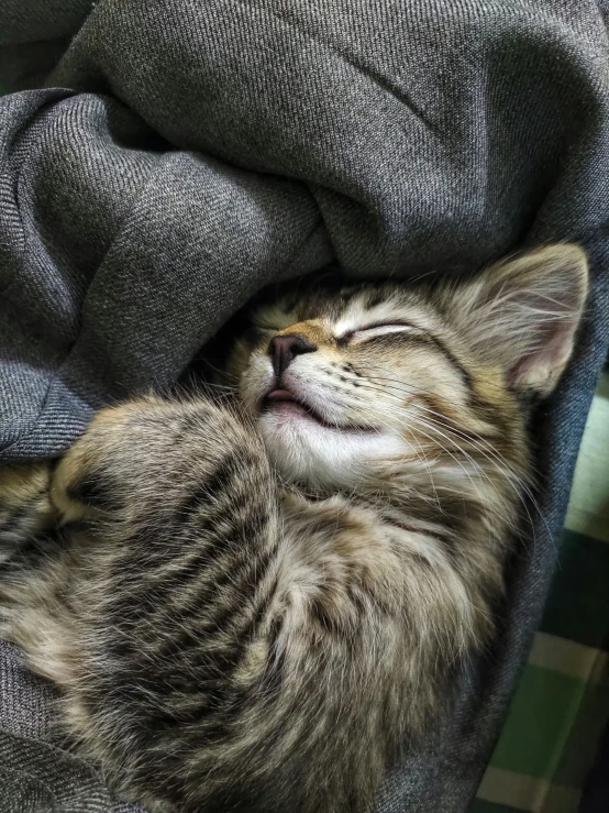 a gray cat sleeping on a blanket