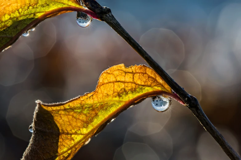 a few drops of rain are falling onto a green leaf