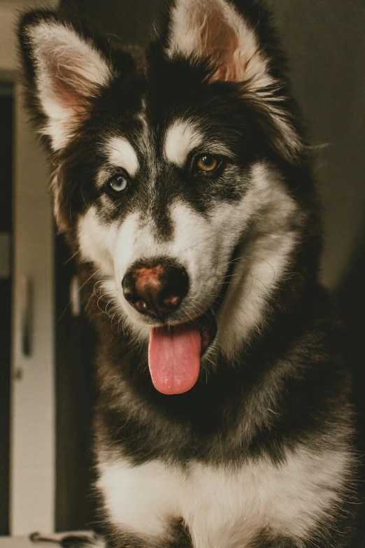 the dog has his tongue out while sitting in the corner