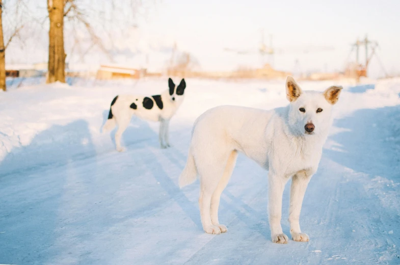 two black and white dogs are standing in the snow