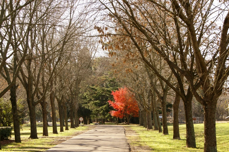 a line of trees with a small road next to it