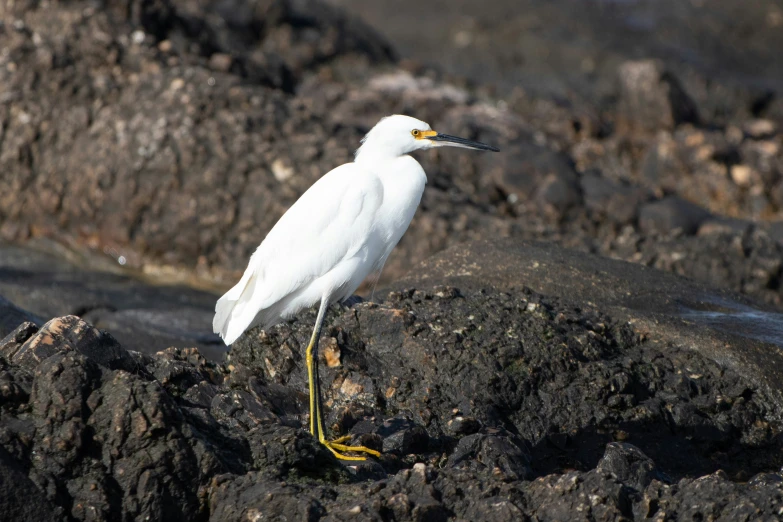a white bird is standing on the rocky rocks