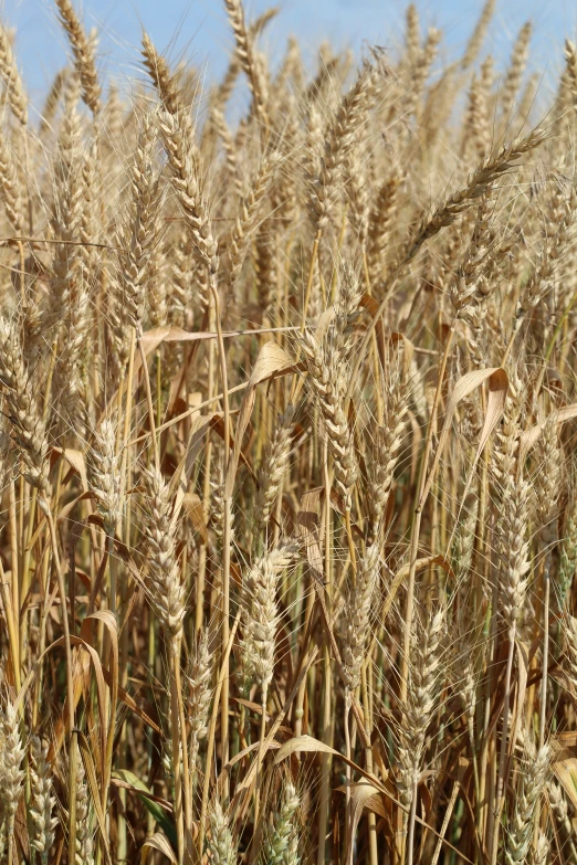 a field full of brown and green wheat