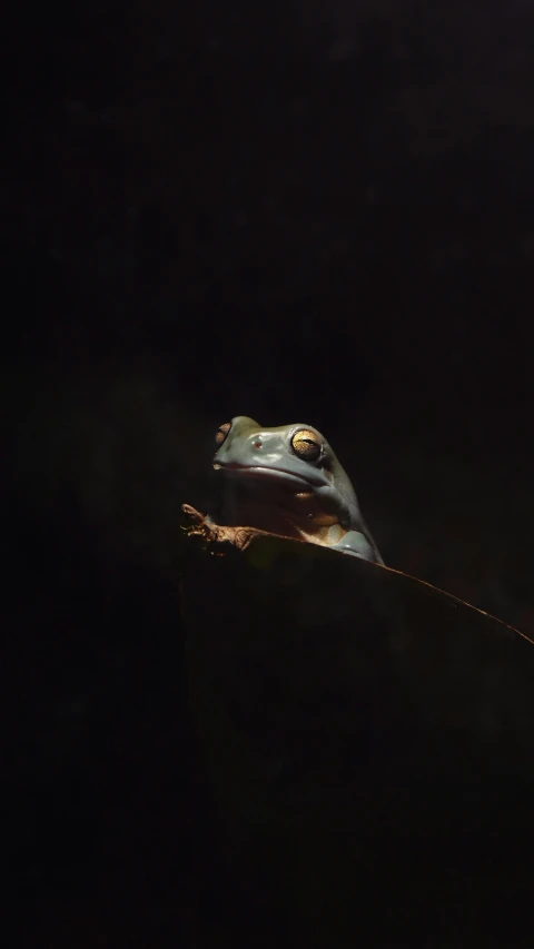 a frog is in the dark and stares back at soing