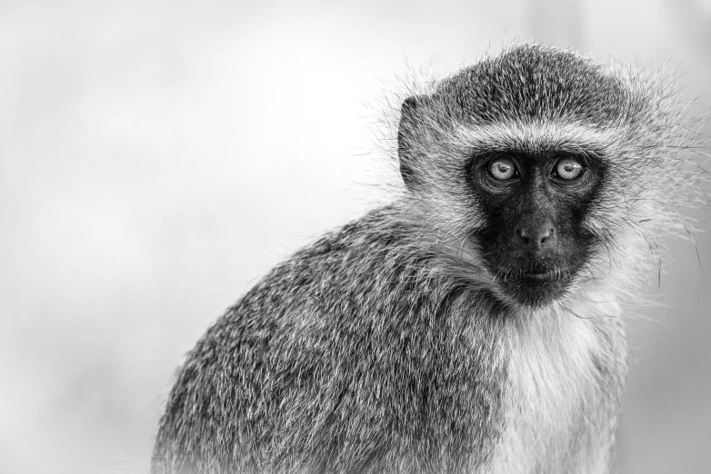 a drawing of a monkey with large eyes