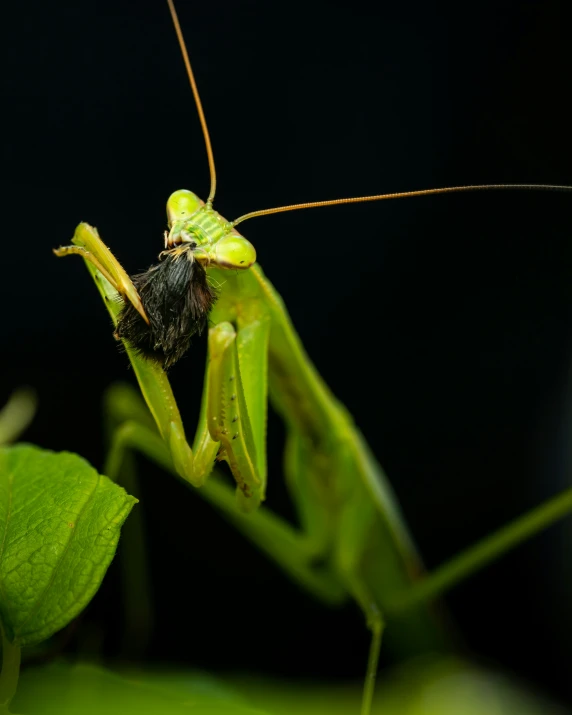 the grasshopper is looking up while eating