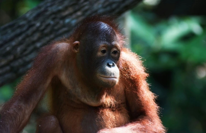 an adult oranguel monkey looking around in the forest