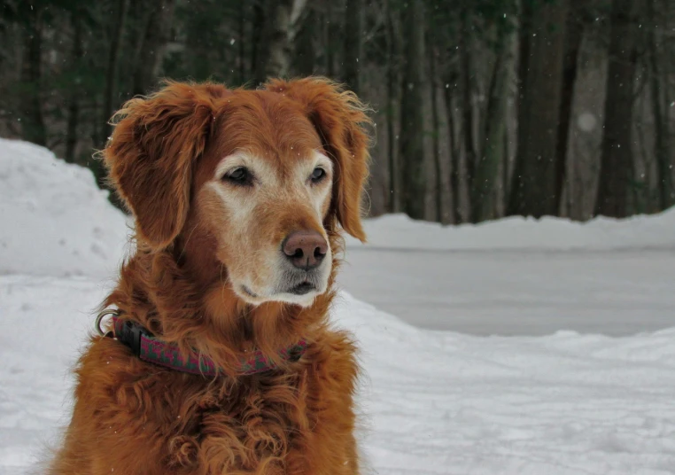 a brown dog is sitting in the snow