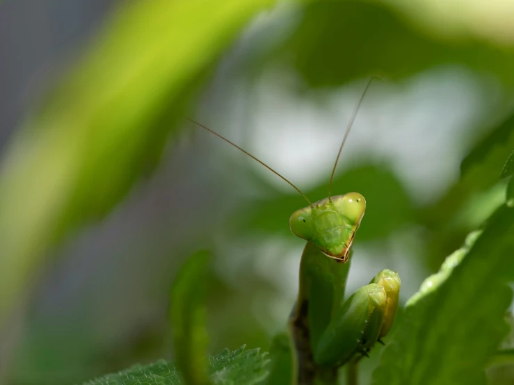 the praying mantissa is resting on a leaf