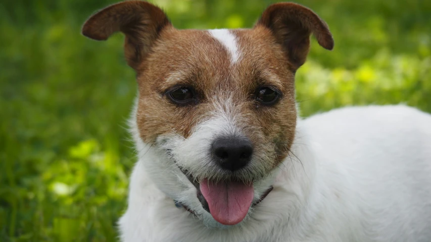 a close up of a dog in the grass