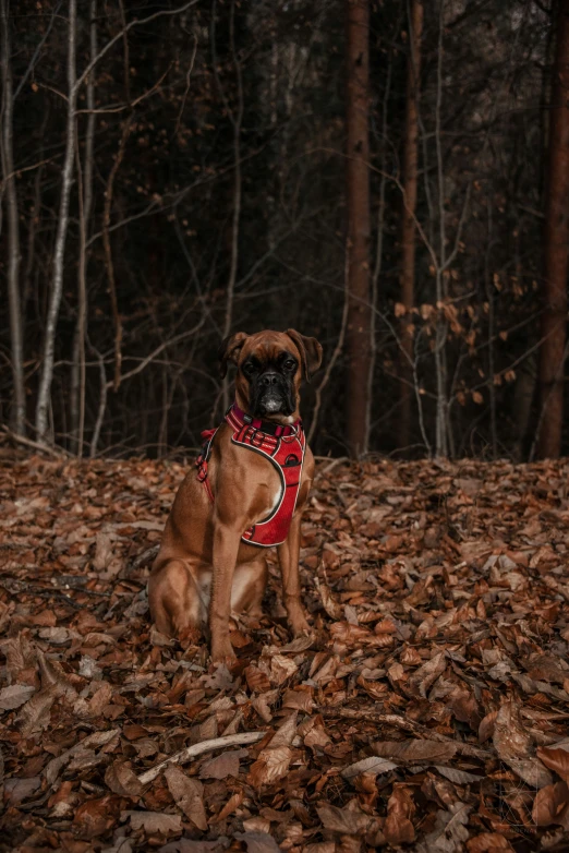 a dog sits in the leaves on the ground