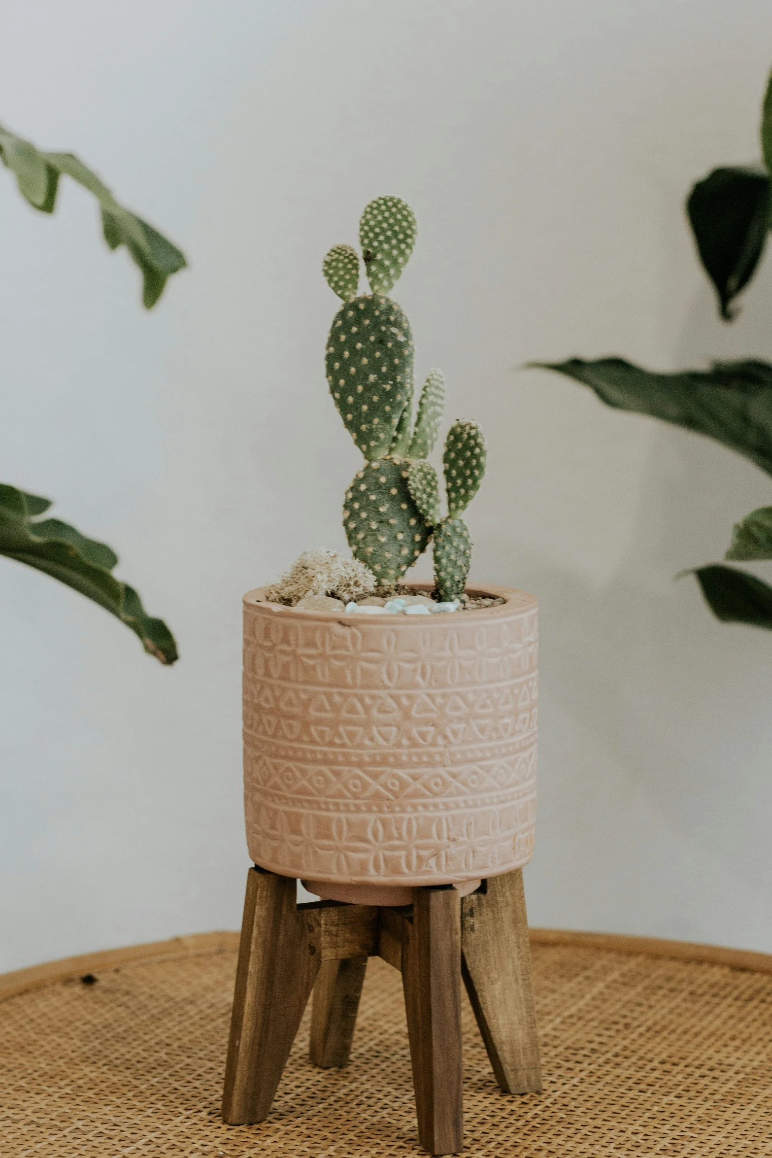 the tiny cactus is sitting on a wooden stool